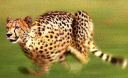 Running Cheetah